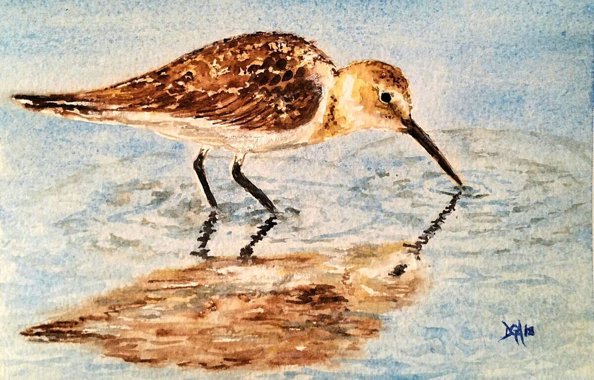 Watercolor Sandpiper Watercolors By Donnell Anderson