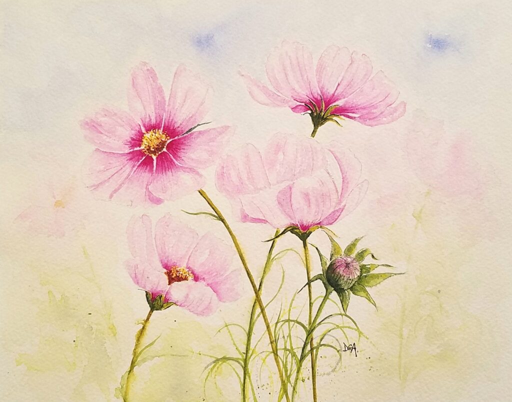 Watercolor Cosmos Flower - Watercolors by Donnell Anderson